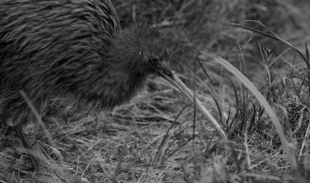 71 v2. Stewart Island Tokoeka Apteryx australis lawryi