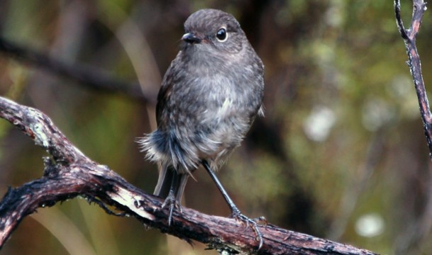 MASON stewart island 2005 12 21 469