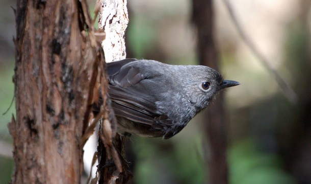 MASON stewart island 2005 12 22 412