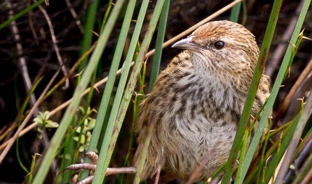 MASONFernBird NZ 2015 626