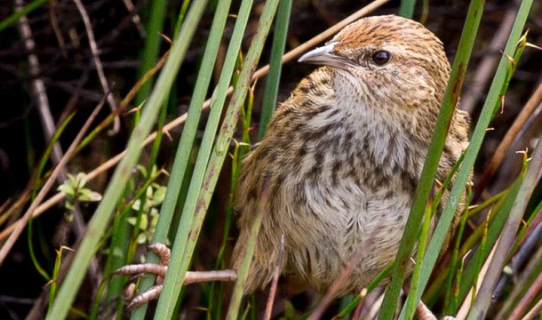 MASONFernBird NZ 2015 627