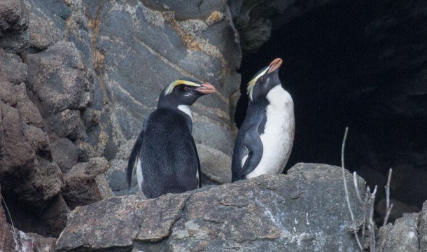 PELAGIC AlanPidgeonFiordlandC