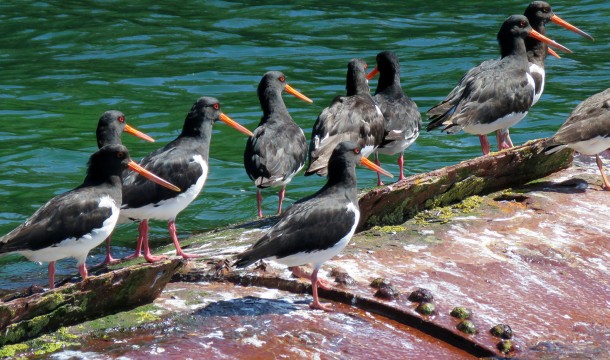 Pied Oystercatchers on the Norwegian Boiler