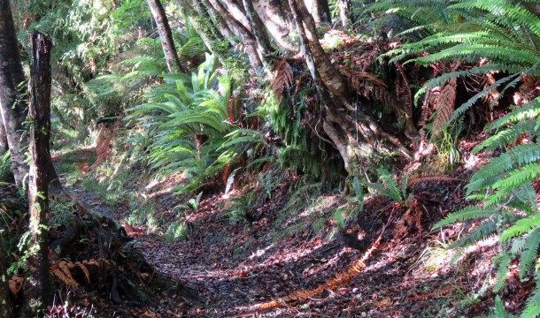 Rakiura Track Forest