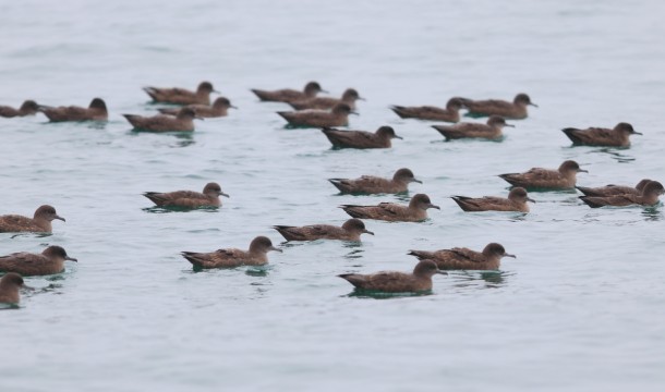 RobertSpear sooty shearwater 2