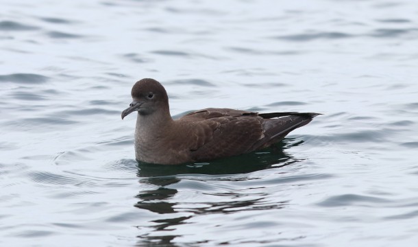 RobertSpear sooty shearwater 3