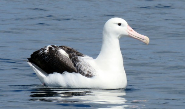 RoyalAlbatrossIMG 0566