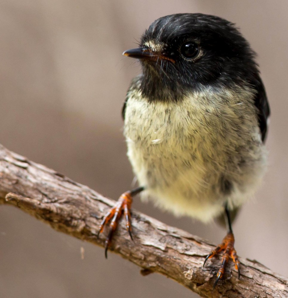 ulva island bird tour