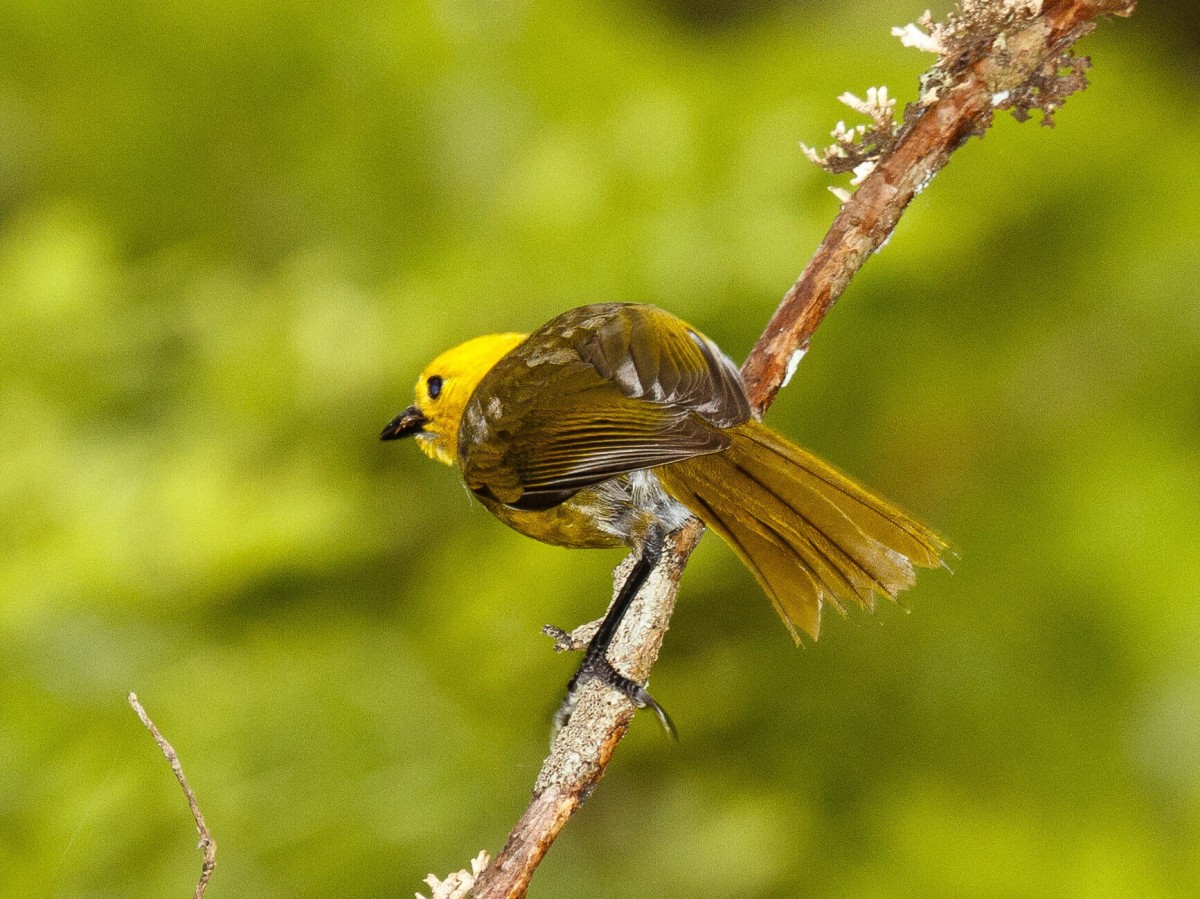 ulva island bird tour