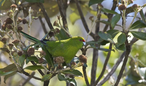 ULVA Yellowcrowned Parakeet Yann Muzika