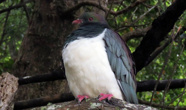 WoodPigeon IMG 0438