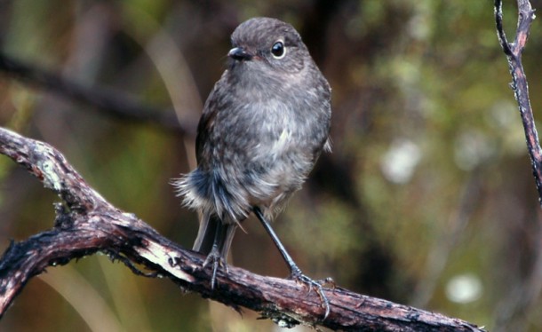 MASON stewart island 2005 12 21 469