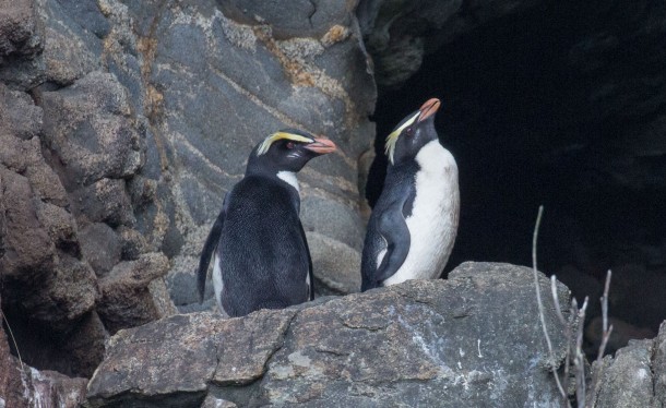 PELAGIC AlanPidgeonFiordlandC