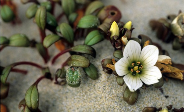 Stewart Island Mason Bay wild flower